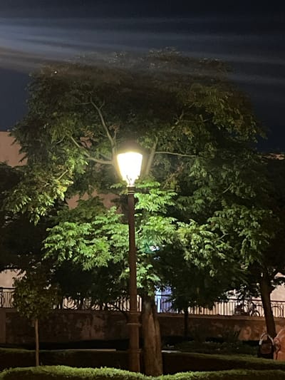 The image depicts a night scene in Al Machouar – Stinia, Morocco, dominated by a large, leafy tree illuminated by a single lamppost. The lamppost, made of dark metal, has a classic design with a glass-enclosed light fixture that emits a warm, yellow glow. The tree's branches and dense foliage are well-lit, creating a contrast with the dark night sky. In the background, a low wall and a metal fence are visible, with the suggestion of structures and possibly people or objects behind them. The foreground shows manicured bushes and the base of the lamppost. The overall atmosphere is serene and atmospheric, highlighting the interplay of light and shadow in a public outdoor space at night.