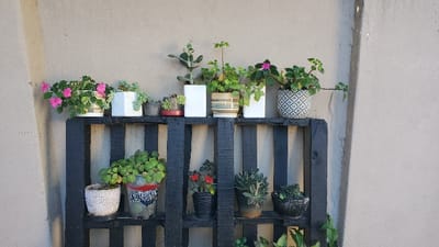 The image depicts a two-tiered vertical garden constructed from dark-painted wooden pallets, positioned against a light beige textured wall in Partido de Quilmes, Argentina.
On the upper tier, from left to right:
1. A light-colored, vertically striped pot containing a vibrant pink flowering plant with green leaves.
2. A white rectangular pot holding a succulent with trailing, light green, elongated leaves.
3. A small, dark grey pot with a reddish rim, containing a compact green plant.
4. A white rectangular pot featuring a tall, paddle-shaped cactus or succulent.
5. A horizontally striped beige and brown ceramic pot holding a leafy green plant.
6. A white rectangular pot with a green leafy plant and a single pink flower.
7. A white ceramic pot with a geometric black pattern, containing a green trailing plant.
On the lower tier, from left to right:
1. A textured light-colored pot with a green leafy plant.
2. A clear plastic bottle, repurposed as a planter, with visible text including "CHIVERLATO," containing a vibrant green leafy plant.
3. A small black pot with a plant featuring red flowers and dark green leaves.
4. A dark brown terracotta pot containing a multi-leafed succulent.
5. A dark, bowl-shaped pot with a low-growing green plant.
The background wall is a consistent light beige hue, showing minor surface irregularities and a vertical structural seam or corner on both the left and right sides. Direct sunlight from the left casts distinct shadows from the plants and the pallet stand onto the wall. No individuals or discernible actions are present.