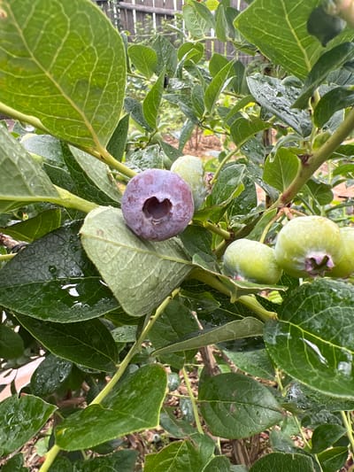 A close-up shot of a blueberry bush shows several unripe green blueberries and one ripe purple blueberry. The ripe blueberry is slightly to the left of the center and has a heart-shaped indentation at the top. Water droplets are visible on the leaves and blueberries, indicating recent rain or watering. The background is blurred, showing more foliage and a wooden fence, suggesting an outdoor setting in a garden or farm. The specific location in Бучацінскі сельскі Савет, Belarus, is not discernible from the image alone.