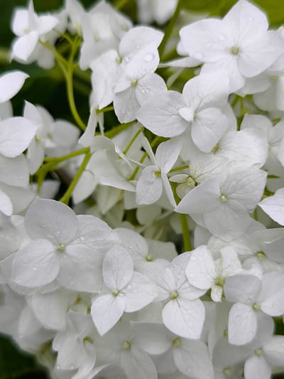 The image is a close-up, macro photograph of a cluster of white hydrangea flowers. The flowers have multiple petals, some of which are slightly translucent and show delicate veining. Several water droplets are visible on the petals, suggesting recent rain or dew. The background is a soft blur of green foliage, indicating an outdoor setting. The stems of the flowers are a vibrant green. The overall impression is one of fresh, natural beauty. The image does not contain any information about the city of Vecumnieki, Latvia, or any people, actions, or specific interactions.