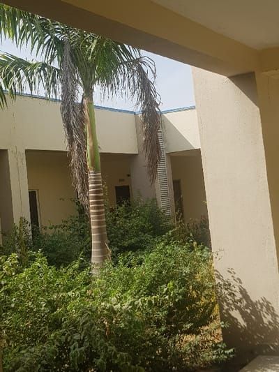 The image depicts an outdoor courtyard area in Panhauya, Nigeria, viewed from beneath a covered structure. A prominent palm tree with a light-colored, ringed trunk and green fronds, some of which are dry and brown, stands centrally. Dense green foliage and shrubbery cover the ground surrounding the palm tree. In the background, light-beige colored buildings with flat roofs and blue coping lines are visible, forming the perimeter of the courtyard. Several recessed doorways or openings are present within these building walls. A vertical slatted or ribbed texture is visible on a section of the building wall to the right. The sky overhead is clear and light blue. Strong natural sunlight illuminates the scene from the left, casting distinct shadows on the right-hand wall and column in the foreground. No individuals or active interactions are observed.
