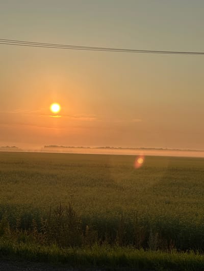 The image depicts a rural landscape at sunrise or sunset. A bright, circular sun is visible in the upper left quadrant, casting a warm, orange glow across the sky and a thin layer of mist that hovers above a field of yellow flowers. The field stretches across the lower half of the image, with some taller, dry grasses and vegetation in the foreground. Three parallel power lines are strung across the upper portion of the sky. The horizon is marked by a line of trees shrouded in mist. The scene appears to be located in an agricultural area, possibly near a body of water given the mist. There are no people or animals visible in the frame. The overall atmosphere is serene and natural, with the light creating a soft, diffused effect.