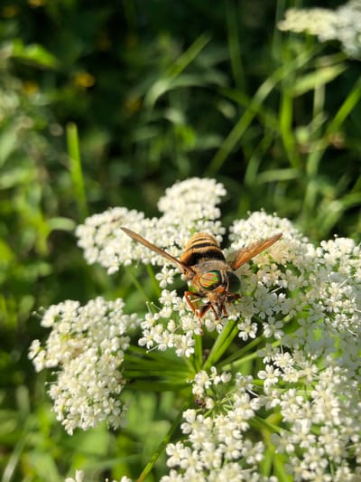 A close-up, eye-level shot captures a large, banded insect with iridescent green eyes resting on a cluster of small white flowers. The insect, possibly a horsefly or a hoverfly, has a striped abdomen with black and orange bands, and its translucent wings are partially spread. Its legs are visible, gripping the delicate petals. The background consists of soft-focus green foliage, suggesting a natural outdoor setting. The image is well-lit, with sunlight highlighting the insect's features and the white flowers. There are no people or man-made structures visible in the frame. The scene is tranquil and naturalistic.