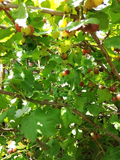 The image shows a close-up view of gooseberry bushes laden with ripening berries in Krasnostepnovskoye, Russia. The berries are a mix of green, yellow, and red, indicating different stages of maturity. Lush green leaves and brown branches create a dense canopy, with sunlight filtering through, casting dappled shadows. The scene appears to be outdoors, likely in a garden or orchard, given the natural setting. There are no people or animals visible in the image, and no specific actions are depicted. The focus is on the fruit-bearing plants and their natural environment.