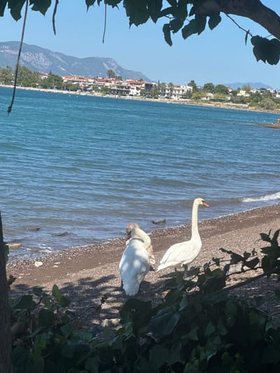 The image shows a scenic view of the coast in Kamena Vourla, Greece. In the foreground, two white swans are on a pebble beach. One swan stands tall with its neck arched and orange beak visible. The other swan is positioned behind and to the left of the first, appearing to be preening or resting. The water is a clear blue, with gentle waves lapping the shore. In the background, there is a town with white buildings and red-tiled roofs, nestled against a backdrop of green trees and rolling mountains under a bright blue sky. A few boats are visible on the water, and a couple of people can be seen in the distance on the shore. Lush green foliage partially frames the lower part of the image.