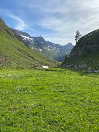 This is a scenic landscape photograph taken in Axalp, Switzerland. The image depicts a lush green valley with rolling hills and majestic snow-capped mountains in the background. A clear blue sky with wispy clouds stretches across the upper portion of the frame. The foreground is a vibrant meadow dotted with small yellow and white wildflowers. A solitary evergreen tree stands on the right side of the image, perched on a rocky outcrop. The scene appears to be bathed in natural sunlight, suggesting a pleasant day. There are no people or animals visible in the photograph. The overall impression is one of natural beauty and tranquility.