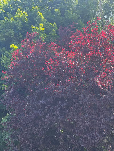 The image shows a dense foliage of trees with distinct color variations. In the foreground and middle ground, a prominent tree with dark purple or burgundy leaves dominates the scene, with some leaves catching the sunlight and appearing brighter red. Behind this, a cluster of trees with bright green leaves is visible, some of which are illuminated by sunlight, giving them a vibrant lime-green hue. The background shows further greenery, appearing as a darker shade of green, suggesting more mature or shaded trees. The overall impression is that of a lush, vegetated area, likely a park or a garden, given the mix of tree types and their vibrant colors. There are no people or man-made objects clearly visible. The lighting suggests it is daytime, likely with the sun at an angle that highlights certain parts of the foliage. The image does not contain any specific landmarks that would definitively place it in Rotmanka, Poland, but it depicts a natural outdoor environment.