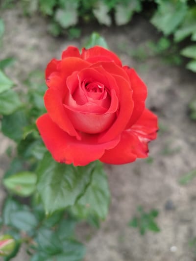 The image shows a close-up, slightly out-of-focus view of a vibrant red rose in full bloom. The rose is the central subject, occupying a significant portion of the frame. Its petals are tightly furled at the center, gradually opening outward. Some petals exhibit lighter pinkish hues near the edges. Green leaves surround the rose, partially obscuring the background, which appears to be soft soil with some out-of-focus greenery. To the lower left, a small, unopened rose bud is visible. The lighting suggests it is daytime, with soft light illuminating the flower. The scene is an outdoor garden setting. The specific location of Ceadîr-Lunga, Moldova, is not visually discernible from the image content.