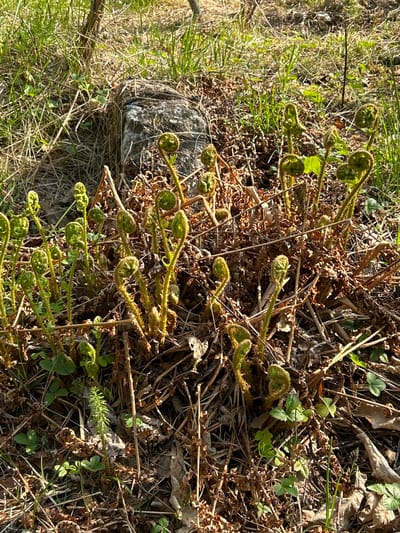 The image shows a patch of land in Reuskula, Russia, covered in ferns, dead leaves, twigs, and grass. Many of the ferns are still unfurled, appearing as fiddleheads. A gray rock is visible on the left side of the image. The environment is wooded. There are no people visible in the image.