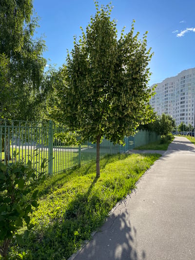 The image captures a sun-drenched scene in Zakharino, Russia, on a clear day with a vibrant blue sky. In the foreground, a paved pathway runs along the right side, its surface showing some cracks. To the left of the pathway, a strip of lush green grass is illuminated by the sun, casting dappled shadows from the trees. A tall, green metal fence runs along the edge of the grassy area, separating it from what appears to be a residential or public space.
Dominating the mid-ground is a medium-sized tree with abundant green foliage and small, light-colored blossoms or seed pods hanging from its branches. The tree casts a distinct shadow onto the grass. Behind the tree, more greenery and trees are visible, with some lighter-colored trees interspersed.
In the background, a large, multi-story white apartment building with numerous windows stretches across the horizon. The building's architecture suggests a typical Soviet-era residential complex. Further down the pathway, more trees and lampposts can be seen. The overall impression is a well-maintained urban green space bathed in bright sunlight. No people are visible in the image.