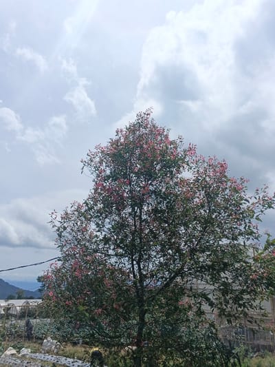 The image displays an agricultural landscape in ឃុំ ផាត់សណ្ដាយ, Cambodia, under a sky featuring white and grey cumulus clouds. A large deciduous tree with dense green foliage interspersed with numerous bright pink leaves dominates the central and right portions of the frame. To the left of the tree, a cultivated field contains visible rows of small plants, with sections of the ground covered by white plastic mulch. Several white, domed greenhouse structures are present in the mid-ground, behind the cultivated area. Distant mountains or hills are visible on the horizon, partially obscured by the clouds. A dark horizontal wire, likely a power line, extends across the mid-left. Two individuals are present: one person in dark clothing is partially visible bending over in the lower-left field, and another, largely obscured figure displaying a yellow element, is at the base of the tree in the lower-center.