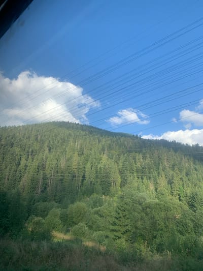A daylight scene in the mountainous region of Vorokhta, Ukraine, depicts a densely forested hillside beneath a clear blue sky dotted with scattered white cumulus clouds. Multiple parallel power lines traverse the upper and mid-sections of the image, extending horizontally across the sky and through the tree canopy. The forest is primarily composed of dark green coniferous trees, with lighter green deciduous foliage visible on the lower slopes. The immediate foreground features dry, light-colored grasses and low-lying shrubs. No persons, animals, or vehicles are present.