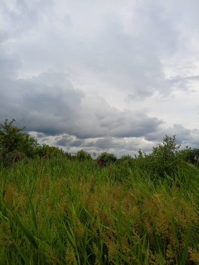 The image captures a low-angle view of tall, green grass with seed heads in the foreground, stretching towards a line of trees and dense foliage in the middle ground. The sky above is overcast with heavy, dark gray clouds, suggesting an impending storm or recent rainfall. The scene appears to be an outdoor natural setting, likely a field or meadow, with no visible human presence. The lighting is diffused due to the cloudy sky, creating a muted color palette with emphasis on greens and grays. The location is identified as Shadrinsk, Russia, implying a rural or semi-rural environment within that city.