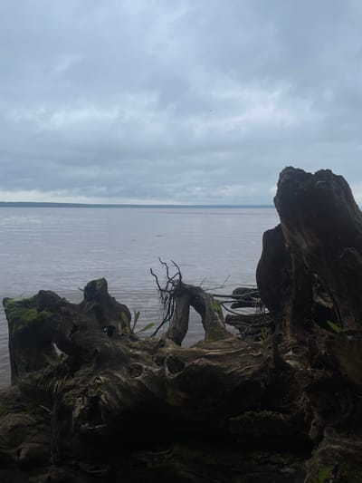 A still, overcast day at the confluence of rivers in Ikskoe Ust'e, Russia, is captured from a low angle. The foreground is dominated by the gnarled, dark shapes of driftwood. One large piece on the right is a dark brown, rough texture with vertical lines and protrusions. To the left, another piece of driftwood is partially obscured by shadow, featuring mossy patches, small green shoots, and a hole. Roots and smaller branches protrude from these wooden structures.
Beyond the driftwood, a vast body of calm water stretches to the horizon. The water is a muted grey-blue, reflecting the overcast sky. A thin, dark line, possibly distant land or trees, marks the horizon. The sky above is a uniform, cloudy grey, with occasional lighter patches and a few faint, distant specks that might be birds. The overall mood is somber and natural. There are no people or animals visible in the image.