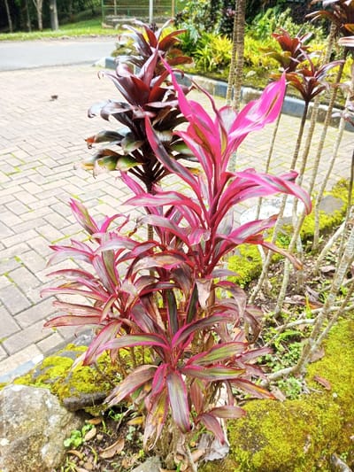 The scene is located in Kanand, India. The image depicts a cultivated outdoor area featuring a prominent cluster of Cordyline plants in the foreground. The central plant exhibits vibrant fuchsia-pink and reddish-purple leaves with some green variegation. To its left and behind, additional Cordyline plants with darker, reddish-brown foliage are visible. The ground on the right side of the frame is covered with green moss, soil, and small rocks. Several slender, bare plant stalks rise vertically from the ground on the far right. A light-colored, interlocking paver pathway, arranged in a herringbone pattern, occupies the left side of the frame and recedes into the background. The lower left foreground contains moss-covered rocks and scattered dry leaves. In the distant background, blurred green trees and foliage are visible beyond the paved area. No individuals or specific actions are depicted.