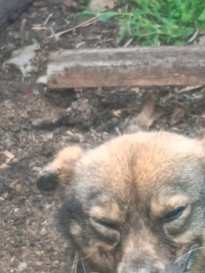 An extreme close-up photograph captures the face of a dog lying on the ground. The dog's eyes are mostly closed, with only a sliver of blue visible in its left eye. Its fur is a mix of brown and gray. The background is blurred, showing a rough, uneven surface that appears to be dirt and debris. A horizontal wooden plank is visible in the upper half of the frame, with green foliage in the top right corner. The scene suggests an outdoor environment, possibly a yard or a rural area, but no specific location in Zalesovo, Russia, can be determined from the image alone.