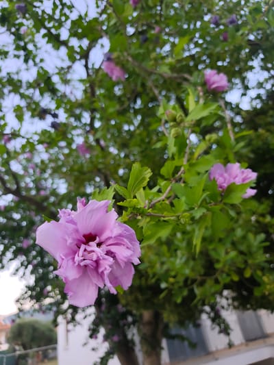 The image shows a close-up of a pink hibiscus flower in full bloom, with its petals unfurling. The flower is positioned in the foreground, with its center a deeper shade of red. Several other pink and purple hibiscus flowers, some still in bud, are visible in the background, along with lush green leaves and branches of the tree. The sky is visible through the foliage, with a hint of white clouds. In the blurred background, what appears to be a building with white walls and a tiled roof is visible, suggesting an urban or suburban environment. This scene is set in Νέα Ραιδεστός, Greece, a location known for its natural beauty and Mediterranean climate, which would support the growth of hibiscus flowers.