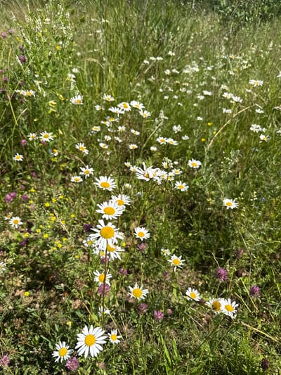 This image captures a sunlit, wild meadow filled with a variety of blooming flowers, predominantly white daisies with yellow centers. The meadow is dense with green grass of varying heights, interspersed with smaller yellow flowers and clusters of purple clover. The overall scene suggests a natural, uncultivated area within the city of Шолохово, Russia. No people or animals are visible. The lighting indicates a bright, daytime setting.