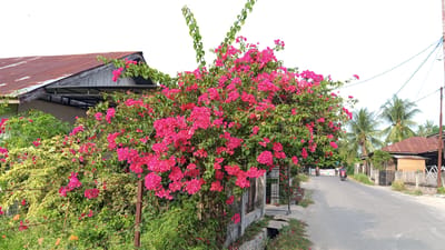 The image depicts a street scene in Puloara, Indonesia, featuring a vibrant bougainvillea bush laden with pink flowers in the foreground. To the left, a house with a rusty, corrugated metal roof and weathered wooden siding is visible. The house appears aged and somewhat neglected. A paved road runs alongside the bougainvillea, with a few palm trees and other tropical foliage dotting the background. On the right side of the road, more houses with similar rustic construction and corrugated metal roofs are present. A utility pole with wires stands near the road. Two motorcycles are on the road, one in the mid-ground with a rider, and another further down the road. The sky is overcast and bright. The overall scene suggests a residential area in a tropical climate, characterized by lush vegetation and traditional housing.