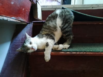 A tabby and white cat is draped over the edge of a wooden step, with its front paws hanging down. The cat is looking at the camera with its head tilted. The steps appear to be part of a staircase inside a home, likely located in Nicorești, Romania. The steps are stained a dark wood color and have a green carpet runner on them. There is a red wooden railing or structure to the left of the steps. The lighting is dim.