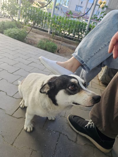 A medium-sized, black and white dog with a short coat is looking up at a person sitting on a paved area, likely in a park or public space in Skadovsk, Ukraine. The dog is positioned in the foreground, facing right, with its head tilted slightly. Its body is white with black markings on its head and ears. Behind the dog, a person's legs are visible, clad in light blue jeans. A white slip-on shoe is on the person's left foot, and a dark-colored shoe is on the right foot, near the dog's head. The background shows a metal fence, green bushes, and some building structures, including a building with windows. The ground is paved with grey rectangular tiles. The lighting suggests it is daytime, possibly late afternoon, given the warm tones and shadows.