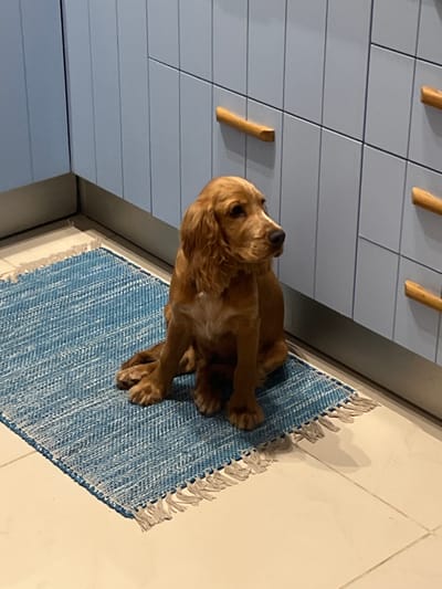 The scene is an interior room, likely a kitchen, located in Aljezur, Portugal. A tan-colored dog, appearing to be a Cocker Spaniel, is seated centrally on a rectangular blue and white patterned woven rug with white fringed ends. The dog is positioned on a light-colored tiled floor and faces towards the right of the frame, with its head slightly angled. Behind the dog are light blue, paneled cabinets featuring multiple horizontal, natural wood handles. A dark kickboard runs along the base of the cabinets, which form a corner in the room. No other individuals or direct interactions are depicted.