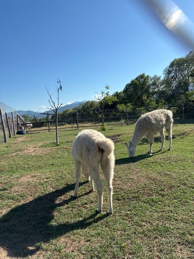 A flock of white llamas grazes in a grassy enclosure under a clear blue sky in Dabnitsa, Bulgaria. In the foreground, the back of a llama is visible, its fluffy white wool contrasting with the green grass. Further back, another llama with white wool is grazing, its head down towards the ground. In the background, a fence separates the llamas from a more distant landscape of green trees and rolling hills. The sun casts long shadows across the grass, indicating it is likely late afternoon. The overall scene depicts a peaceful rural setting.