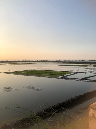 The image shows flooded rice paddies at dusk in Keboguyang, Indonesia. The sky is a gradient of pale yellow to light blue, with a few birds in flight. The paddies are divided into rectangular sections by earthen berms. Some sections contain lush green rice seedlings, while others are filled with water, reflecting the sky. The foreground shows a muddy embankment with dry grass and some green shoots. The scene is calm and serene, suggesting the end of a day's work.