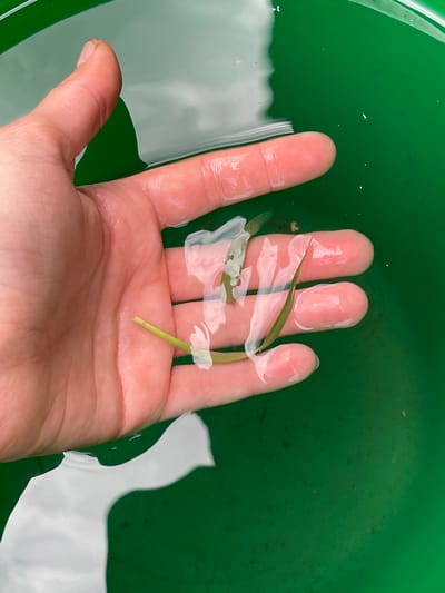 A person's hand is submerged in green water, possibly a tub or pond, with some small green plant fragments floating on the surface and in the water. The hand is open and held palm-up, with the fingers slightly curled. The water is clear enough to see the texture of the skin and the details of the plant fragments, which appear to be grass or leaves. There are also some small specks visible in the water, which could be debris or sediment. The lighting suggests an overcast day, as there are no strong shadows. The scene appears to be outdoors, given the natural elements present. The overall mood is calm and serene. No text is visible in the image. The location context is identified as Sredny, Russia.