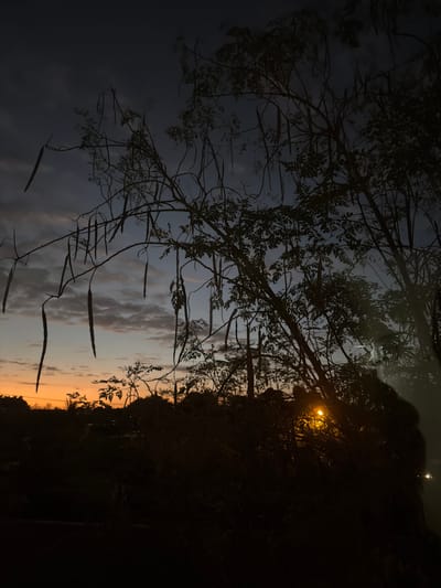 This image depicts a silhouette of trees against a dusky sky in Pemba, Mozambique. The foreground includes branches with long, seed-filled pods. A faint glow from a light source is visible through the trees on the right. The bottom portion of the image reveals an orange gradient of sunset colors. The left side of the image has a dark, cloudy sky.