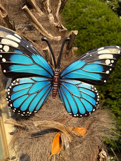 A close-up, eye-level, vertical shot features a large, decorative butterfly positioned on the trunk of a palm tree. The butterfly's wings are predominantly bright blue with black borders and white spots, giving it a striking appearance. Its body is segmented and reddish-brown. The palm tree trunk is covered in fibrous, brown material. The background consists of blurred green foliage, suggesting an outdoor environment. The lighting indicates it is daytime, with sunlight casting shadows. The scene is static, with no discernible action or interaction. The location is stated to be in the city of Sant'Angelo di Piove di Sacco, Italy.