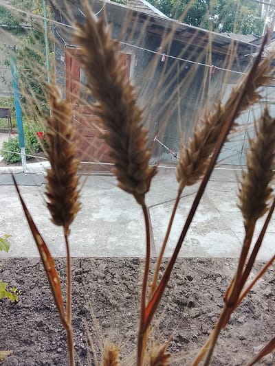 A close-up, out-of-focus view shows several stalks of dried wheat in the foreground, obscuring the background. Behind the wheat, a weathered, grey building with a corrugated metal roof is visible. A reddish-brown wooden door with a visible pane is set into the wall. To the left of the building, a blue pole stands next to a patch of greenery with red flowers. A clothesline with two red and white clothespins is strung across the upper portion of the building. The ground in the foreground appears to be tilled soil. The scene is consistent with a rural or semi-rural setting in Lipcani, Moldova.
