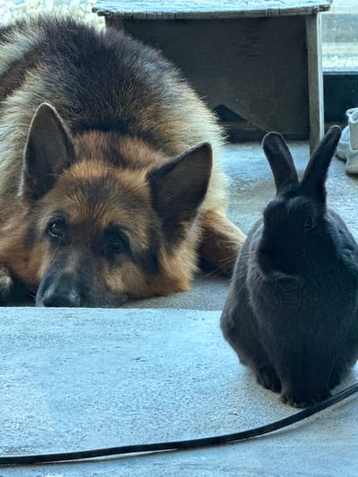 A German Shepherd dog is lying on a light-colored concrete surface, resting its head on its paws. The dog's fur is a mix of tan, brown, and black. To the right of the dog, a dark grey rabbit is sitting upright, facing forward. The rabbit has long ears and appears to be looking towards the camera. In the background, a wooden structure is visible, possibly a doghouse or shelter, and a white sneaker is also present. The scene suggests an outdoor setting, possibly a yard or patio area. The location is identified as Beryozovsky, Russia.
