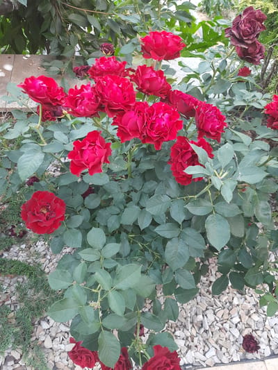In the city of Keleberda, Ukraine, a close-up, eye-level shot captures a cluster of vibrant red roses in full bloom. The roses, with their layered petals, are the dominant feature, set against a backdrop of lush green foliage. The ground beneath the rose bush is covered with a scattering of small, pale gravel, interspersed with sprigs of dark green ground cover. The scene is illuminated by natural light, casting soft shadows and highlighting the rich texture of the rose petals. The overall impression is one of natural beauty and tranquility.