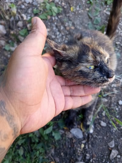 A person's hand is gently stroking a tortoiseshell cat's head. The cat has striking green eyes and is looking to the right. The background consists of gravelly ground with scattered green leaves and some small rocks, indicative of an outdoor setting. The image captures a moment of interaction between a human and an animal. The exact location within Dragoman, Bulgaria, cannot be determined from the visual information provided.