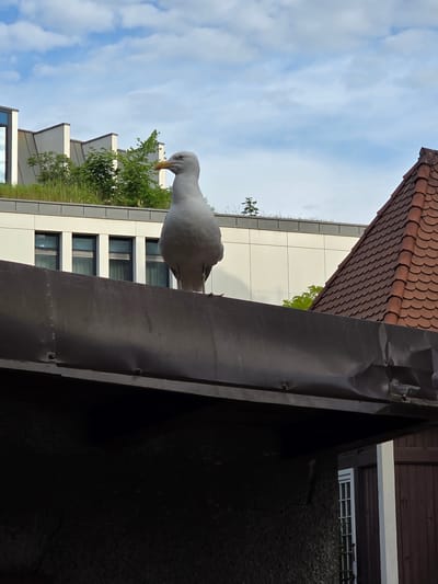 A seagull stands on a dark, metallic roof overhang in Sopot, Poland. Behind the overhang, a modern building with a green roof and white facade is visible, featuring several windows. To the right, a red tiled roof with a distinctive scale pattern is present. The sky above is partly cloudy. The overall scene captures a moment of urban wildlife against a backdrop of contemporary and traditional architecture.