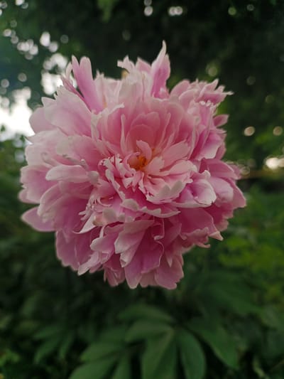 A close-up, vertical shot focuses on a vibrant pink peony bloom set against a blurred background of dark green foliage and soft, bokeh-like highlights of light. The peony is the primary subject, its numerous petals unfurling in a complex, layered arrangement. The petals exhibit a gradient of color, ranging from a deep pink at the center to a softer, almost white hue at their ruffled edges. The center of the flower reveals a hint of yellow. The overall impression is one of lushness and delicate beauty.

The background suggests an outdoor setting, likely a garden, given the presence of plants and the natural light filtering through. The bokeh highlights, appearing as scattered circles of light, indicate sunlight dappling through leaves. The dark green of the foliage provides a strong contrast to the bright pink of the flower, making it stand out.

The image appears to have been taken during the daytime, possibly late afternoon or early evening, judging by the soft, diffused quality of the light. There is no discernible activity or event taking place, as the focus is solely on the static beauty of the flower. No people, text, or specific location cues are visible within the frame, beyond the general impression of a natural, verdant environment. The mood conveyed is tranquil and serene, emphasizing the natural beauty of the peony.