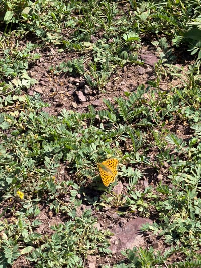 A high-angle, eye-level shot shows a butterfly resting on the ground among sparse green vegetation and reddish-brown soil. The butterfly, predominantly orange with black spots, is positioned in the lower center of the frame. The ground is a mix of dark, loamy soil and small, dark red pebbles. The vegetation consists of low-lying green plants with small, compound leaves. The scene appears to be outdoors in a natural setting. This image was captured in Kashka Suu, Kyrgyzstan.