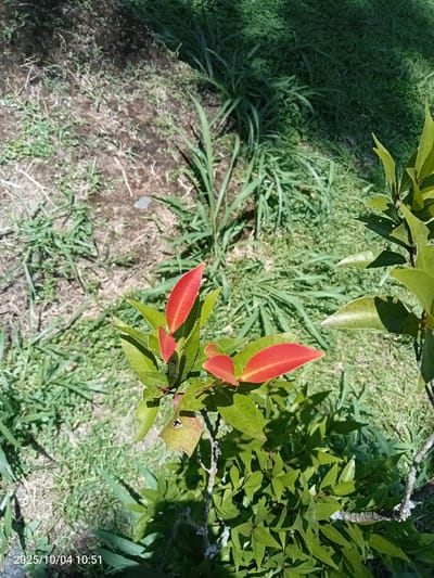The image depicts an outdoor scene in Cibeureum, Indonesia, on 2025/10/04 at 10:51. The primary subject is a plant with vibrant green and reddish-orange ovate leaves, indicative of new growth. Several mature green leaves are visible, some exhibiting small dark spots or imperfections. The plant's branches and stems are partially visible. The ground cover consists of a mix of light brown soil and various types of green grass, with some areas appearing sparser than others. Bright sunlight is evident, casting shadows and illuminating the scene. No individuals or man-made objects are present.