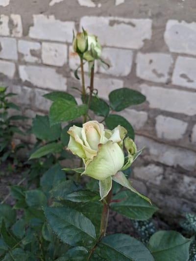 This media file shows a close-up, horizontal shot of a pale green rose with hints of pink on its outer petals. The rose is in bloom and is surrounded by dark green leaves and stems. To the left of the rose, a smaller rosebud is visible. The background consists of a textured surface that appears to be made of light-colored, irregularly shaped bricks or stones. The lighting suggests it is daytime. The scene is naturalistic, focusing on the rose in what appears to be a garden or outdoor setting. There is no visible text.