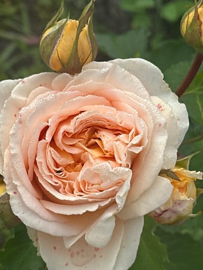 This is a close-up, horizontal, eye-level photograph of a pale peach and white rose in bloom, with several buds visible around it. The rose is the central subject, with its tightly spiraled petals creating a complex pattern. Dewdrops glisten on the edges and surfaces of the petals, suggesting a morning or post-rain setting. Some petals have faint pink speckles.
To the left and top right of the main rose are rosebuds, predominantly yellow with hints of green and pink, some appearing slightly wilted. The background consists of out-of-focus green foliage, providing a soft contrast to the detailed texture of the flowers. The lighting appears natural and diffused, casting soft shadows and highlighting the dewdrops. There is no visible text in the image. The scene evokes a sense of natural beauty and delicate fragility, possibly captured in a garden setting in Zvenyhorodka, Ukraine. The overall mood is serene and tranquil, focused on the intricate details of the blooming and budding roses.