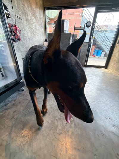 A Doberman Pinscher stands in a cafe in North Kuta, Indonesia. The dog is black and tan, with its mouth open and tongue hanging out. It is wearing a silver chain collar. The cafe has a concrete floor and a textured gray wall. Through a glass door in the background, a staircase and outdoor area are visible. A "CLOSED" sign is posted on the door.