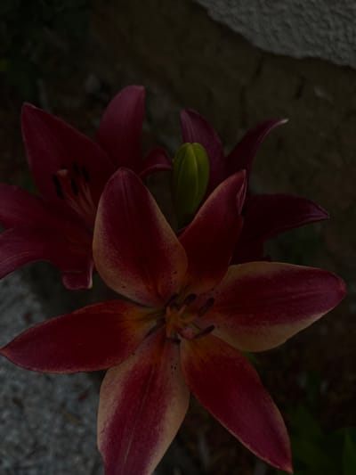 The image shows a close-up of two dark red lilies with yellow centers and a green bud. The flowers are in bloom and appear to be in an outdoor setting. The background is dark and appears to be a rough, textured surface, possibly a stone wall. The lighting is dim, casting shadows and obscuring details in the background. There are no people or animals visible in the image. The scene is peaceful and natural. The location is specified as Градина, Bulgaria.