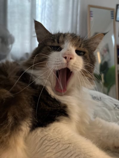 A close-up, low-angle shot captures a cat yawning, its mouth wide open to reveal a pink tongue and roof of its mouth. The cat has a brown and white tabby coat with dark stripes. Its eyes are partially closed, and its long white whiskers fan out from its muzzle. The background is blurred, showing what appears to be a light-colored, textured surface, possibly a blanket or bed, and a hint of a mirror in the upper left corner reflecting a blurred interior. The lighting is soft, suggesting an indoor setting, likely during the daytime. The overall emotion conveyed is one of drowsiness or a moment of relaxation for the cat. No text is visible in the image. The location context is Tampa, United States of America.