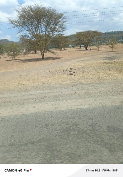 The image displays a dry, open landscape located in Kitengela ward, Kenya, under a partly cloudy sky. A dark gray road surface occupies the lower foreground, transitioning into a lighter, unpaved dirt path that curves through the midground. The ground in the midground and background is covered in sparse, dry, light brown vegetation and earth. Several deciduous trees, likely acacia species, with light-colored trunks and bare or sparsely leafed branches, are scattered across the scene. A cluster of dark, irregular objects, resembling rocks, is situated on the dry ground in the central midground. In the far-midground, two indistinct individuals are visible near a tree, one appearing to wear a red garment. The background reveals additional scattered trees, distant hills, and faint structures indicative of a developing settlement. Overhead, multiple horizontal utility lines are visible against the sky.