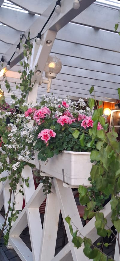 The image depicts a close-up view of a white wooden pergola structure, likely part of an outdoor seating area or balcony, in Salpakangas, Finland. String lights with round bulbs are visible along the top of the pergola. Below, a white planter box overflows with pink and white flowers, creating a vibrant display. Green foliage from climbing plants drapes over the white wooden lattice railing in the foreground. The background shows hints of a building with warm lighting, suggesting an establishment like a cafe or restaurant. The overall scene evokes a pleasant, possibly evening, ambiance.