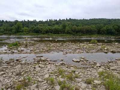The image depicts a riverbank lined with numerous light-colored rocks and pebbles, with sparse green vegetation growing among them. The river itself is shallow, with clear water flowing over more rocks. In the background, a dense forest of green trees covers a sloping hillside under a cloudy sky. There are no people, structures, or vehicles visible in the scene. The environment appears natural and undeveloped, characteristic of a rural or wilderness area. The provided crops focus on different sections of the riverbank and the adjacent forest.