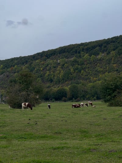 The image presents a pastoral landscape, likely situated on the outskirts of Vernon, France. The scene is illuminated under an overcast, light gray sky. The foreground and midground are dominated by a lush green pasture. Ten cows, characterized by their white bodies with prominent brown-red patches, are dispersed across this field. Specifically, three cows are standing and actively grazing, with their heads lowered; three cows are standing upright, facing various directions; and four cows are lying down on the grass, resting. A large, dense, dark green bush occupies the left midground of the pasture. The background features a steep hillside, densely covered with deciduous trees, which display varying shades of green foliage and some visible patches of lighter, possibly rocky, terrain. No human subjects or significant man-made structures are prominently visible within the frame.