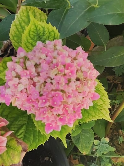 The image is a close-up shot of a pink hydrangea flower with green leaves. The flower is in full bloom and has a spherical shape, composed of many small florets. Some of the leaves are a vibrant green, while others are beginning to turn yellow, indicating potential seasonal changes or nutrient deficiencies. The background is blurred, but appears to be a garden setting with other foliage and possibly a dark pot. There are no people or animals visible in the image. The scene is static and focused on the botanical details of the hydrangea. The image does not contain any information or clues that would suggest its location in Lumbrales, Spain.