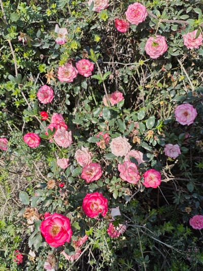 A dense bush of pink and red roses with dark green leaves fills the frame. The roses vary in shade and bloom, some fully open and others just budding. Brown, leafless twigs intertwine within the bush, adding depth and texture. The overall impression is a natural, slightly overgrown rose garden.